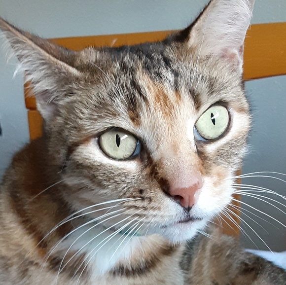 MeetYourPoshAmbassadors!🤩💚🐈🐈🐈🐈🐈🐈🐕 - Picture 10 of 16